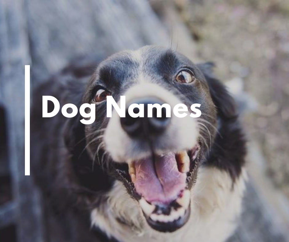 Choosing Dog Names Get The Right One Jar Of Pictures